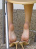 small preview pic number 53 from set 558 showing Allyoucanfeet model Candy
